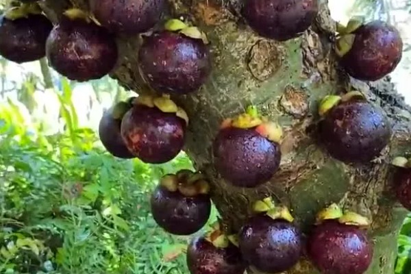 山竹产自哪里，原产于马鲁古地区