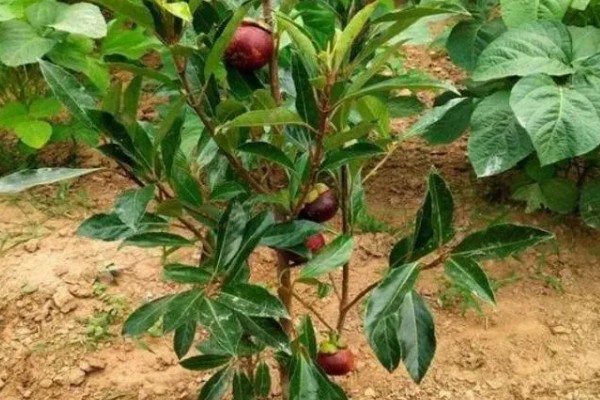 山竹产自哪里，原产于马鲁古地区