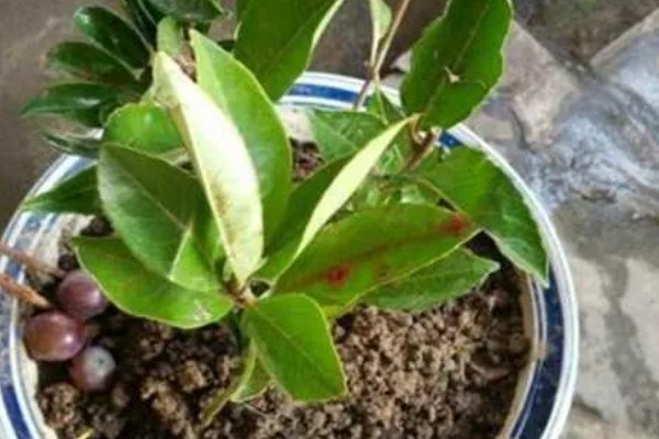 山竹产自哪里，原产于马鲁古地区