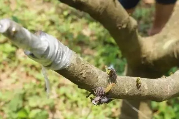 山竹产自哪里，原产于马鲁古地区