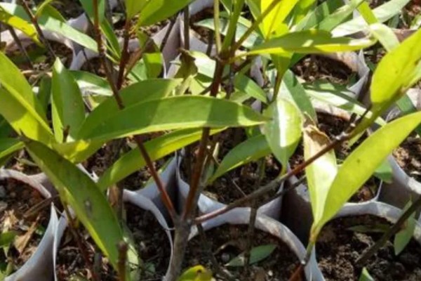 山竹产自哪里，原产于马鲁古地区