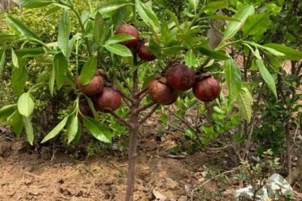 山竹产自哪里，原产于马鲁古地区