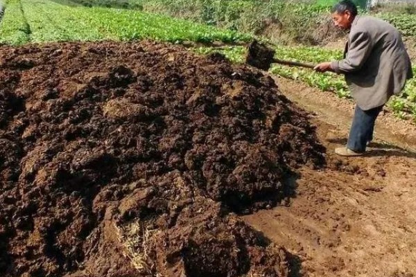 山竹产自哪里，原产于马鲁古地区