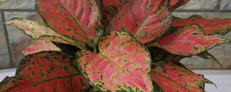 如意皇后的浇水方法，夏季每隔2-3天浇水一次