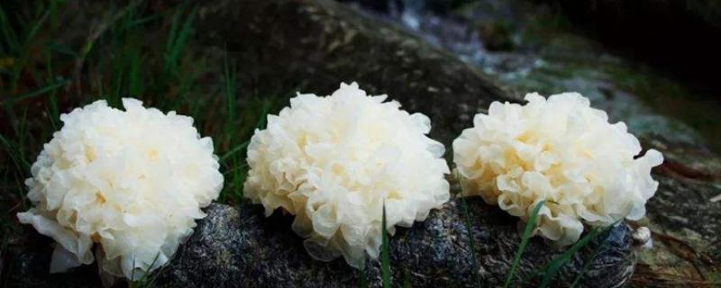 银耳的主要产地分布，主要分布于四川省、浙江省等地