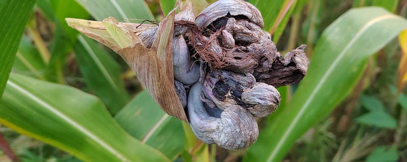 如何防治玉米黑粉病,发现病瘤要及早割除