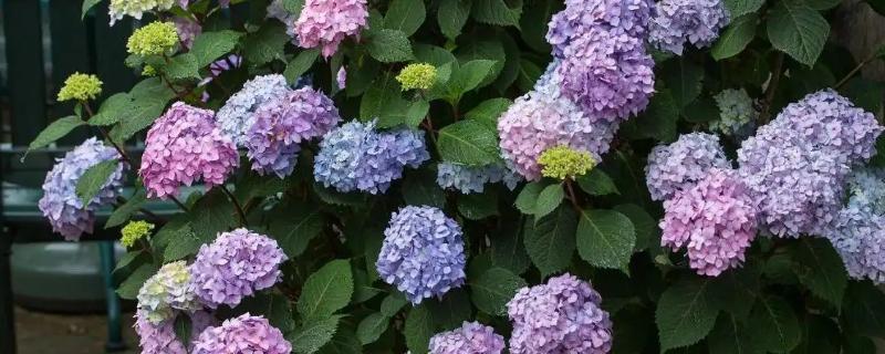 绣球花枯萎后要不要剪除,剪除残花可避免养分过度损耗