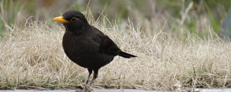 乌鸫鸟会认主人吗，是认主人的