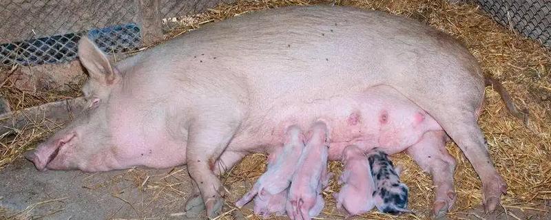 母猪乳房炎症状，乳房会红肿