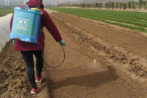 萝卜怎么种植，肉质根膨大盛期要追施复合肥