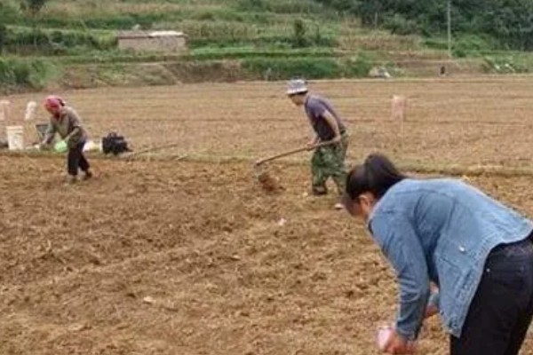 萝卜怎么种植，肉质根膨大盛期要追施复合肥