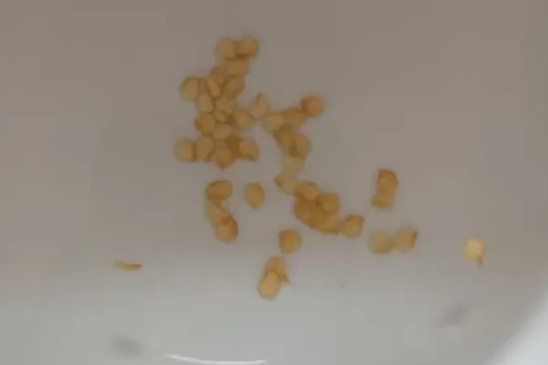 萝卜怎么种植，肉质根膨大盛期要追施复合肥