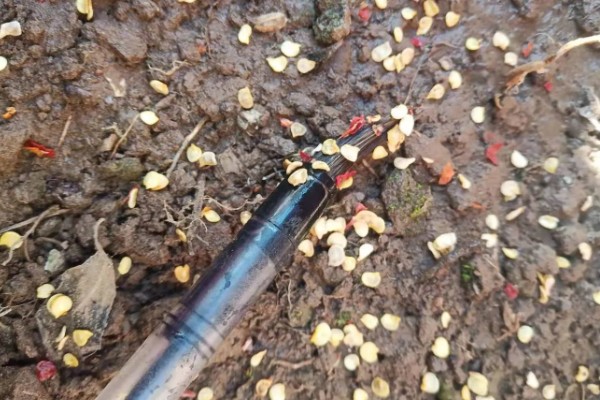 萝卜怎么种植，肉质根膨大盛期要追施复合肥