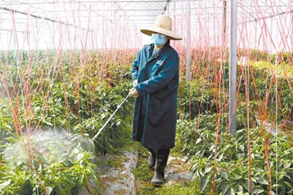 萝卜怎么种植，肉质根膨大盛期要追施复合肥