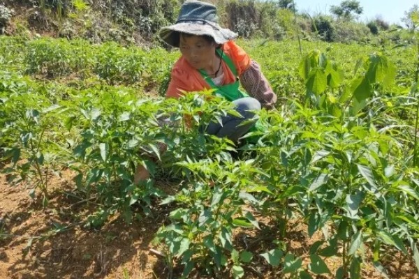 萝卜怎么种植，肉质根膨大盛期要追施复合肥