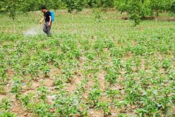 萝卜怎么种植，肉质根膨大盛期要追施复合肥