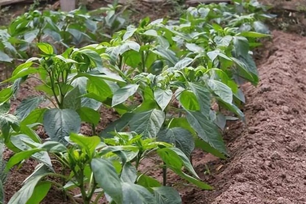 萝卜怎么种植，肉质根膨大盛期要追施复合肥