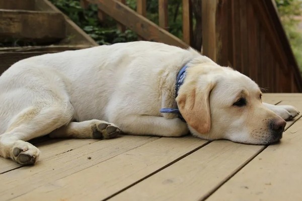 狗狗得关节炎是什么原因，可能是年龄大了或肥胖过度所致