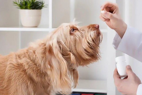 狗狗得关节炎是什么原因，可能是年龄大了或肥胖过度所致