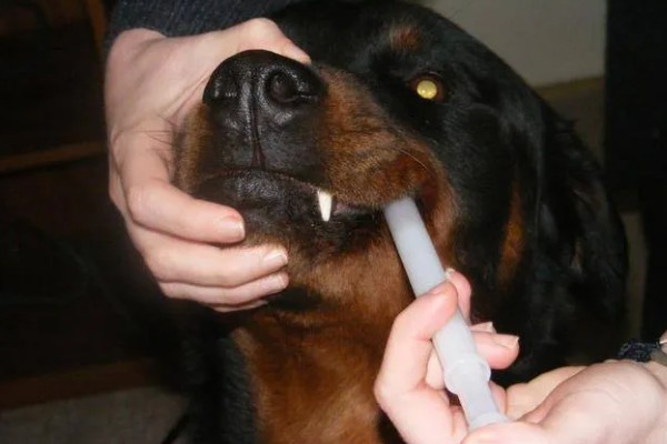 狗狗得关节炎是什么原因，可能是年龄大了或肥胖过度所致