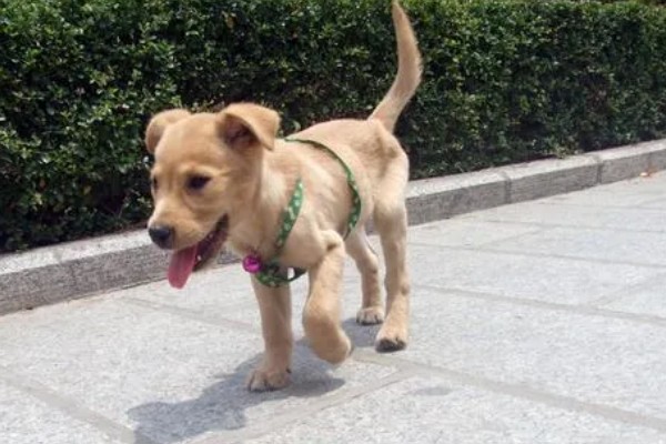 狗狗得关节炎是什么原因，可能是年龄大了或肥胖过度所致