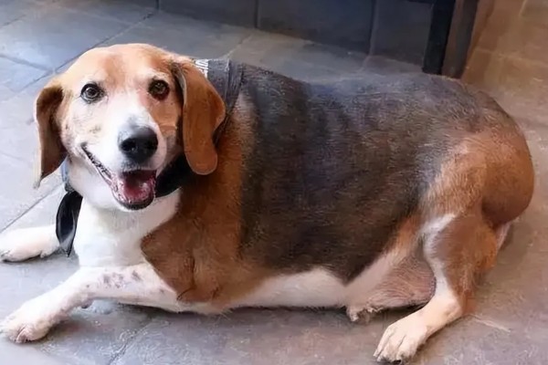 狗狗得关节炎是什么原因，可能是年龄大了或肥胖过度所致