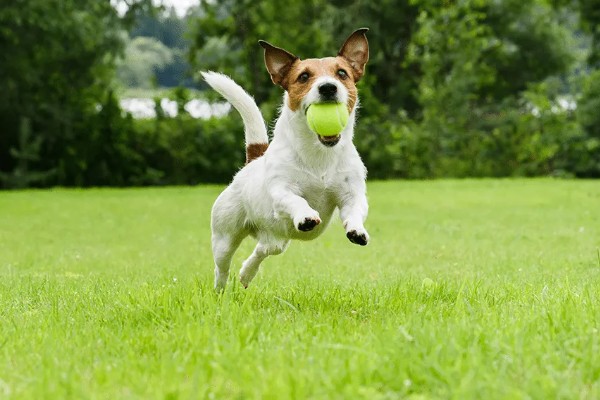 狗狗得关节炎是什么原因，可能是年龄大了或肥胖过度所致