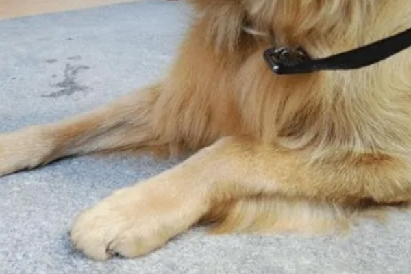 狗狗得关节炎是什么原因，可能是年龄大了或肥胖过度所致