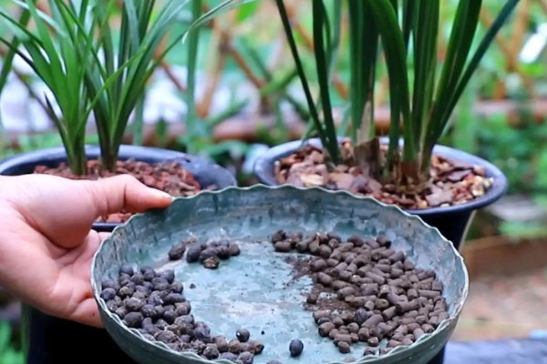 建兰不开花的原因,可能是缺少阳光或养分
