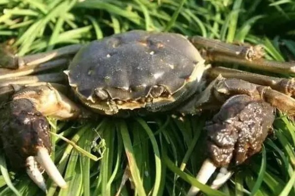 螃蟹的成熟期在什么时候,通常在1-2年左右