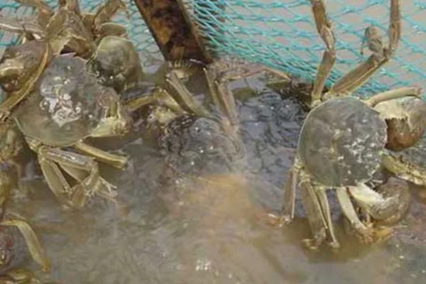 螃蟹的成熟期在什么时候,通常在1-2年左右