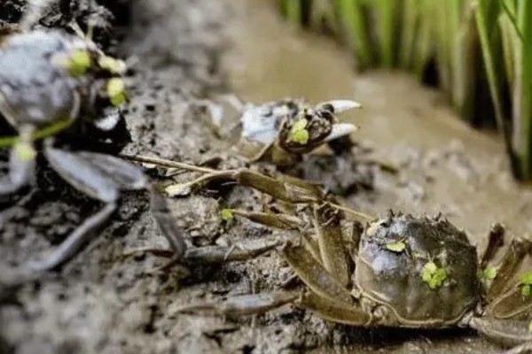 螃蟹的成熟期在什么时候,通常在1-2年左右