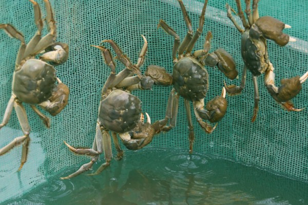 螃蟹的成熟期在什么时候,通常在1-2年左右