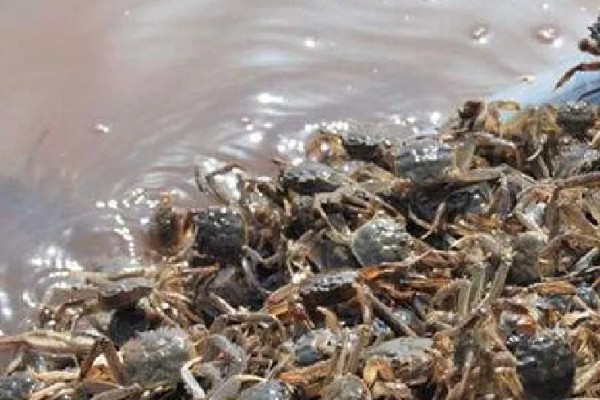 螃蟹的成熟期在什么时候,通常在1-2年左右