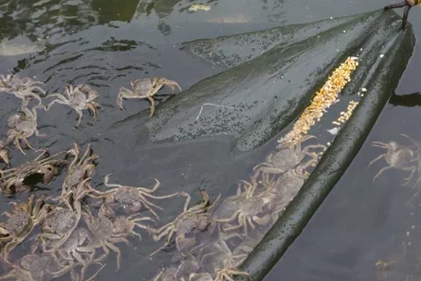 螃蟹的成熟期在什么时候,通常在1-2年左右