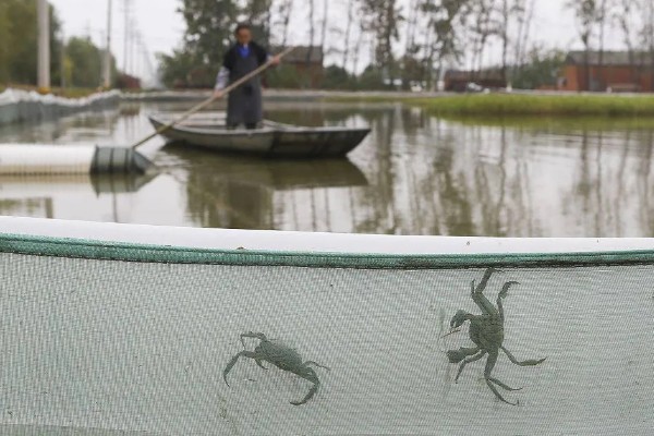 螃蟹的成熟期在什么时候,通常在1-2年左右