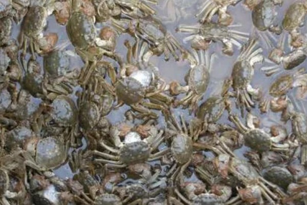 螃蟹的成熟期在什么时候,通常在1-2年左右