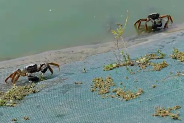 螃蟹的成熟期在什么时候,通常在1-2年左右