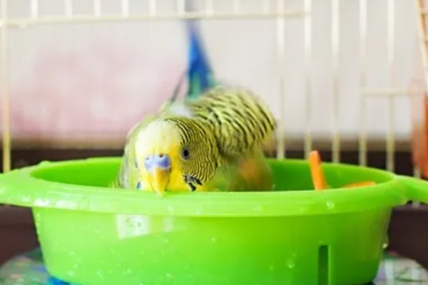 虎皮鹦鹉不洗澡的后果，身上会出现寄生虫