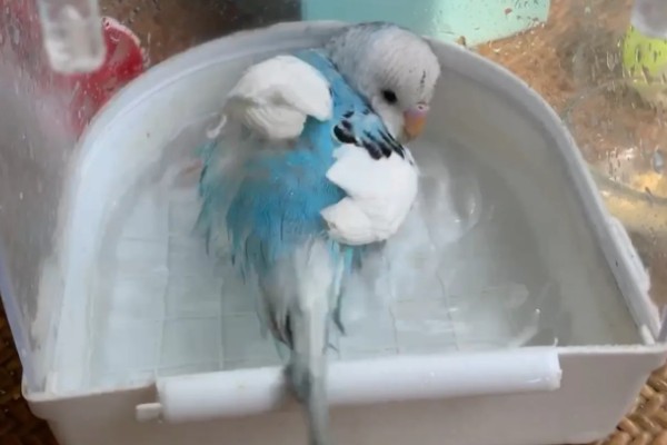 虎皮鹦鹉不洗澡的后果，身上会出现寄生虫