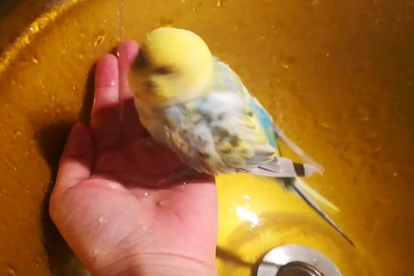 虎皮鹦鹉不洗澡的后果，身上会出现寄生虫