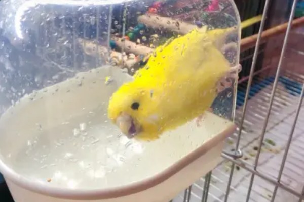 虎皮鹦鹉不洗澡的后果，身上会出现寄生虫