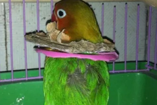 虎皮鹦鹉不洗澡的后果，身上会出现寄生虫