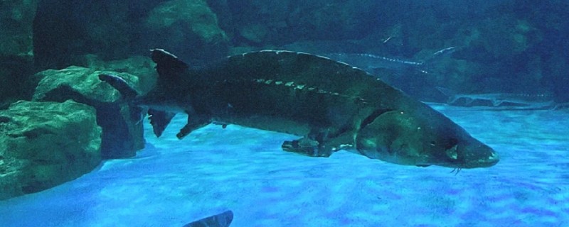 养殖中华鲟鱼一条几斤,多为4斤左右一条