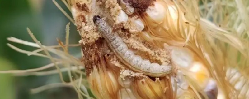 玉米螟的危害,会取食叶片、果穗、雄穗等