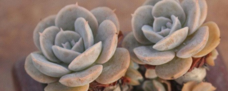 怎么养鲁氏石莲花，将其放置在采光充足的地方