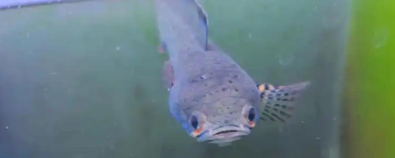 热带鱼头洞病的治疗方法，把脓包挤干净再涂抹药粉