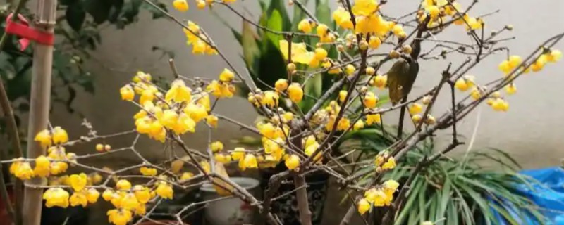 腊梅花落蕾如何处理，视情况采取针对性措施