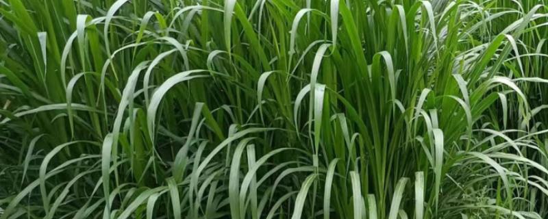 哪些牧草产量高，常见紫花苜蓿、皇竹草等品种