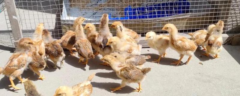 小鸡第一天适合喝什么水，饲喂高锰酸钾溶液有助于它们排粪